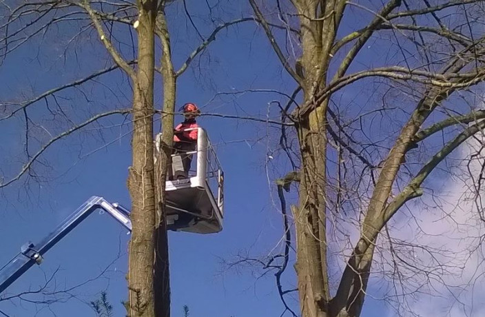 Beispielarbeit von Gartenlandschaftsbau Ortlepp - Haus u. Gartenservice UG - veröffentlicht auf Gartenbau.org